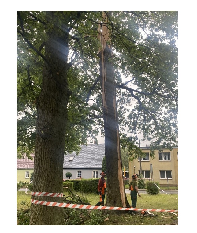 Dąb w Parku miejskim
