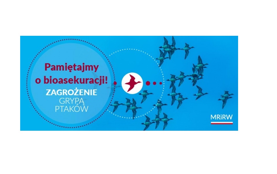 plakat informacyjny o ptasiej grypie