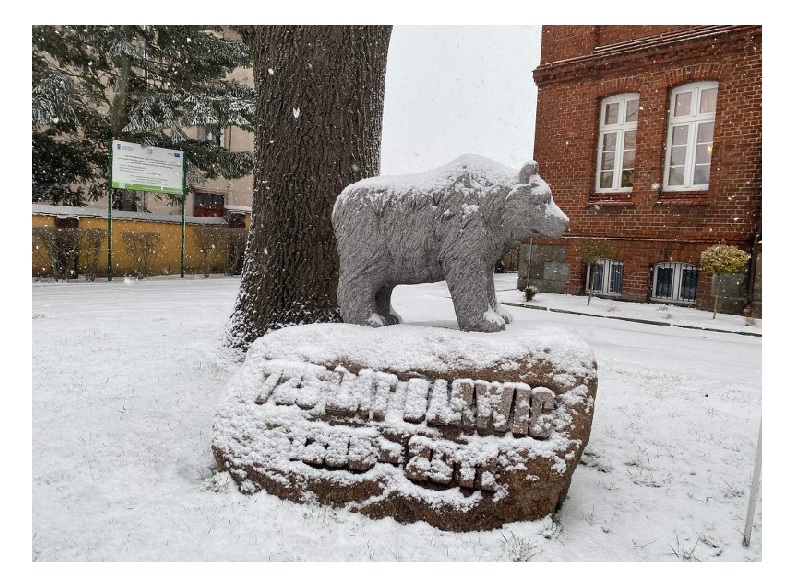 na zdjęciu pomnik niedźwiedzia przed budynkiem Urzędu Miejskiego w Barwicach oprószony śniegiem
