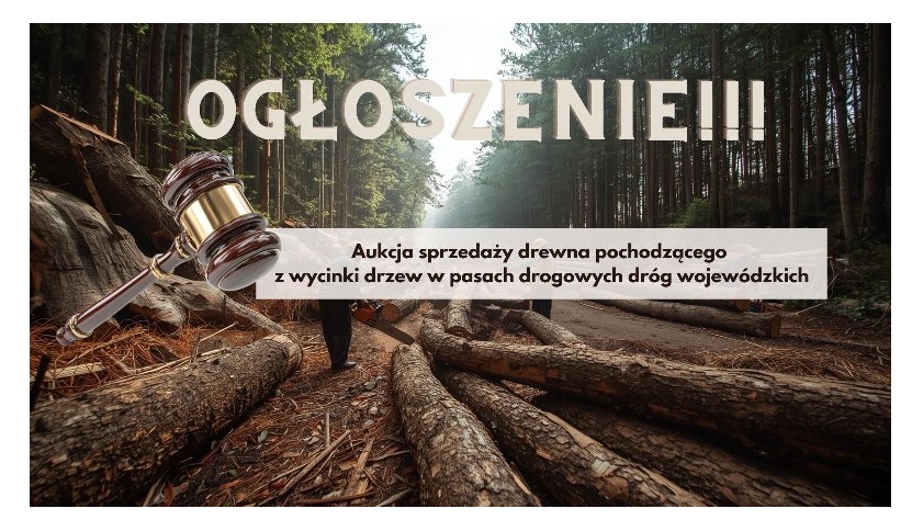 OGŁOSZENIE – Aukcja sprzedaży drewna pochodzącego z wycinki drzew w pasach drogowych dróg wojewódzkich.