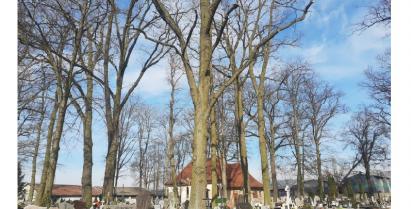 na zdjęciu cmentarz i drzewa z obciętymi gałęziami