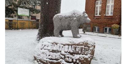 na zdjęciu pomnik niedźwiedzia przed budynkiem Urzędu Miejskiego w Barwicach oprószony śniegiem