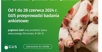 Plakat informacyjny o badaniu statystycznym o produkcji żywca