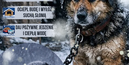 ZWIERZĘTA CZUJĄ ZIMNO TAK SAMO JAK TY