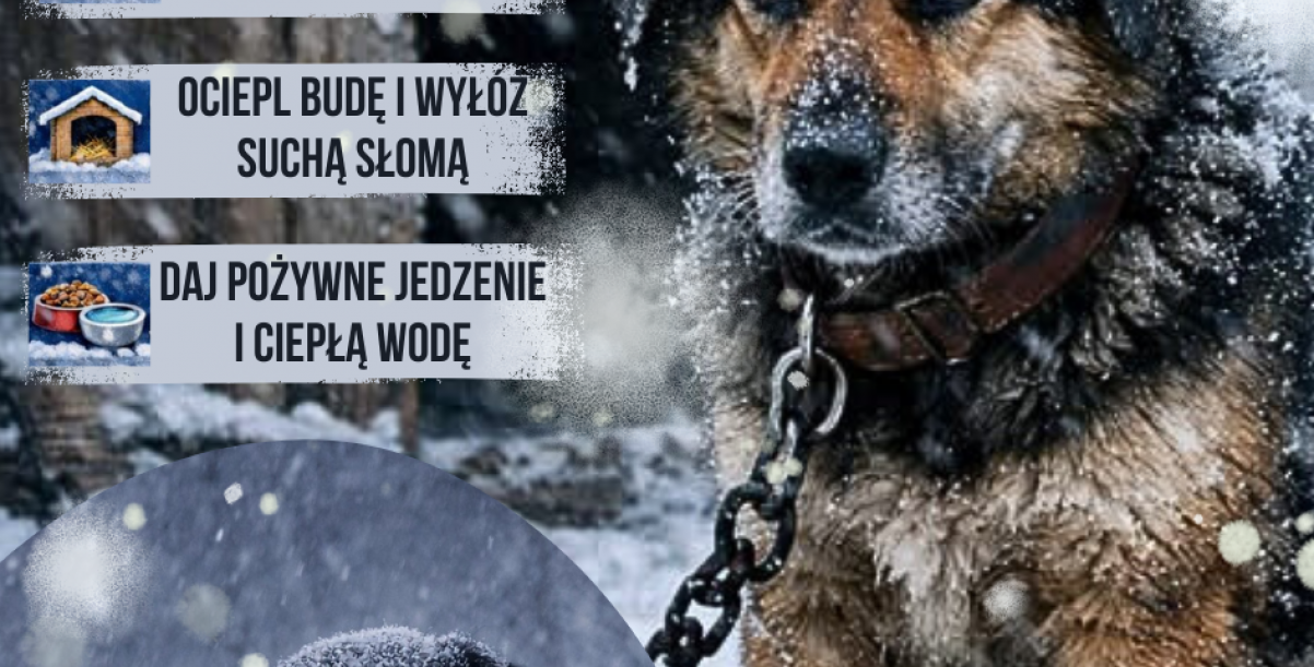 ZWIERZĘTA CZUJĄ ZIMNO TAK SAMO JAK TY