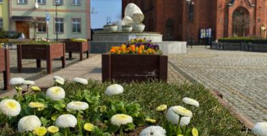 Nasadzenia kwiatów na Placu Wolności w Barwicach