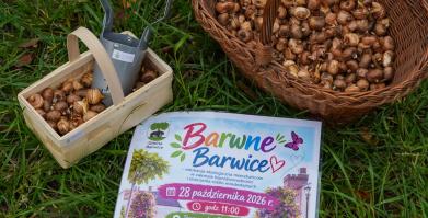 Barwne Barwice i Radomyślańskie Krokusy – wspólnie sadzimy kwiaty i dbamy o nasze otoczenie