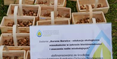 Barwne Barwice i Radomyślańskie Krokusy – wspólnie sadzimy kwiaty i dbamy o nasze otoczenie