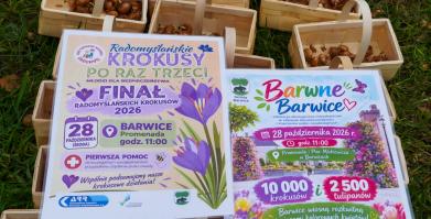 Barwne Barwice i Radomyślańskie Krokusy – wspólnie sadzimy kwiaty i dbamy o nasze otoczenie