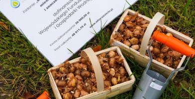 Barwne Barwice i Radomyślańskie Krokusy – wspólnie sadzimy kwiaty i dbamy o nasze otoczenie