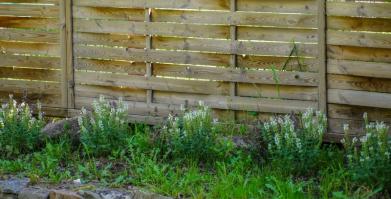Barwne Barwice – edukacja, bioróżnorodność i ochrona zapylaczy